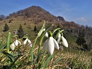 53  Galanthus nivalis (Bucanevi) con vista sul Monte Zucco